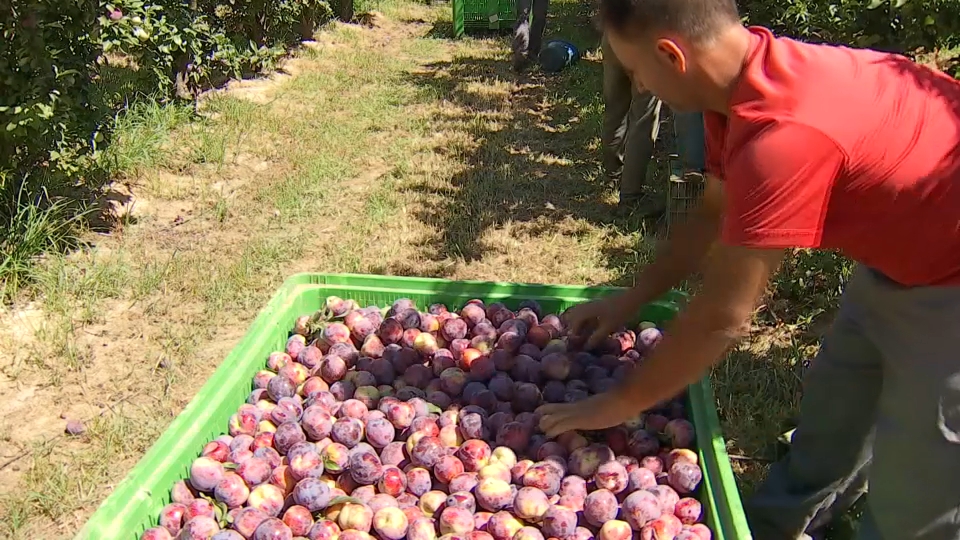 España pide a Bruselas cerca de 400 millones para programas de productores de frutas y hortalizas en comunidades como Extremadura