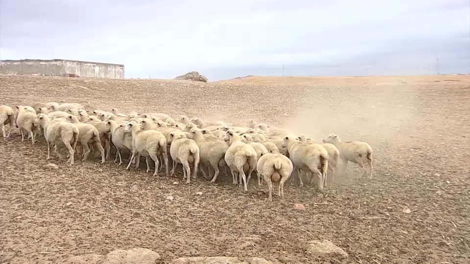 La Junta pide incluir la lengua azul en las ayudas frente al cambio climático