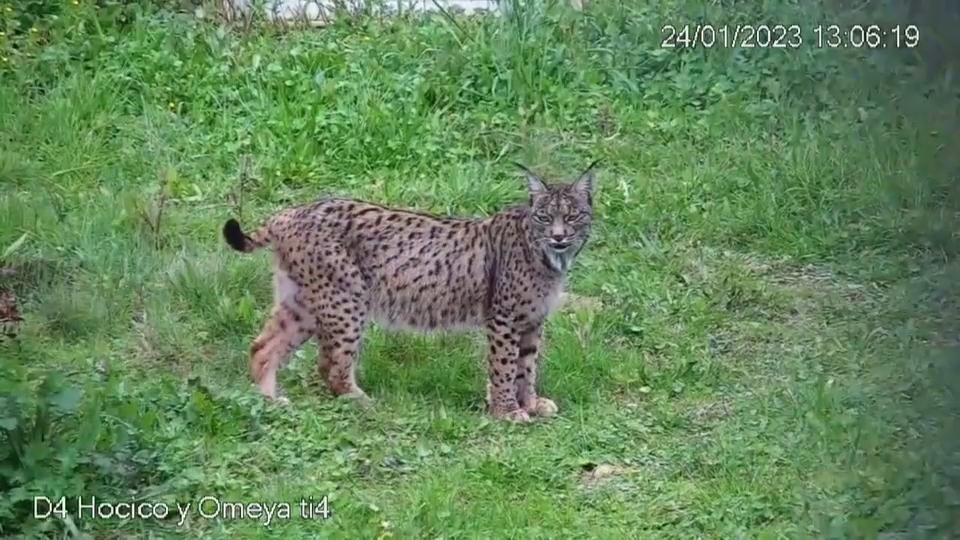 Un total de 31 crías de linces salieron adelante en 2024 en los centros Ex-situ de Extremadura, Andalucía y Portugal