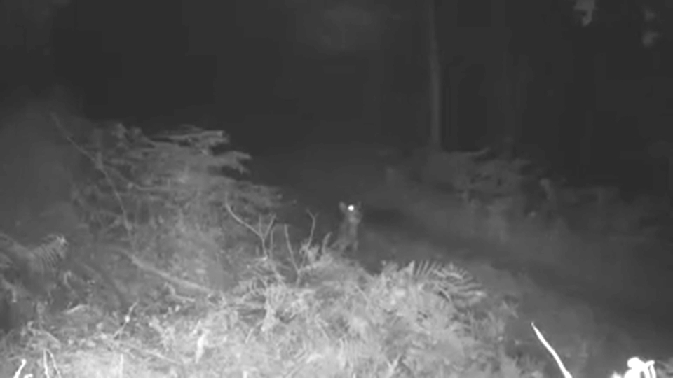 El Gobierno convoca mañana a las CCAA a una Comisión Sectorial para aprobar el censo del lobo