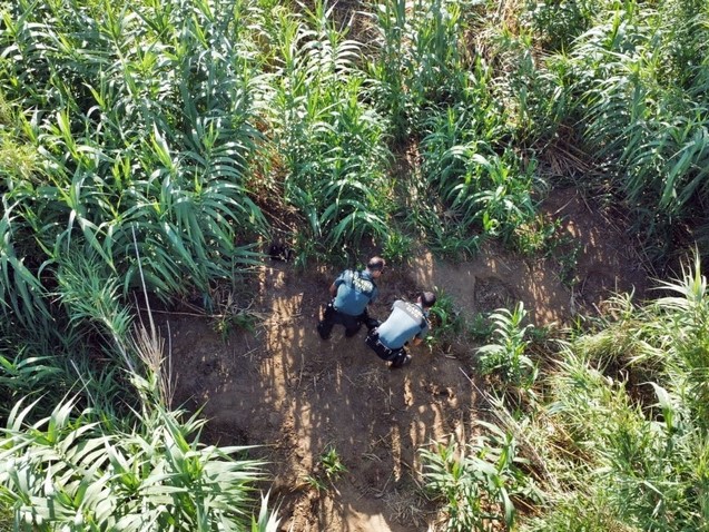 Plantación de marihuana en la ribera del Zújar
