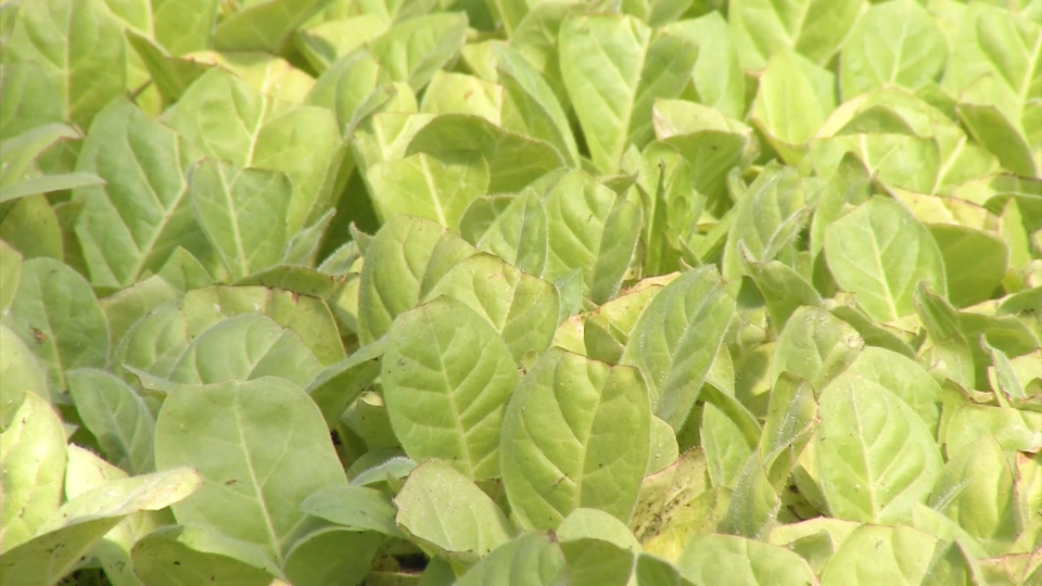 La subida en el precio que se paga al agricultor lo convierte en un cultivo más atractivo