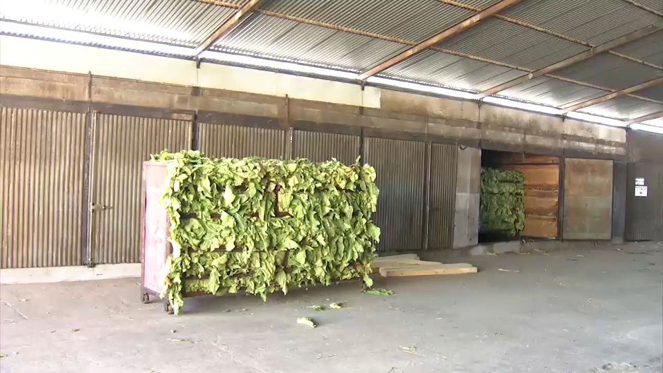 La subida en el precio que se paga al agricultor lo convierte en un cultivo más atractivo