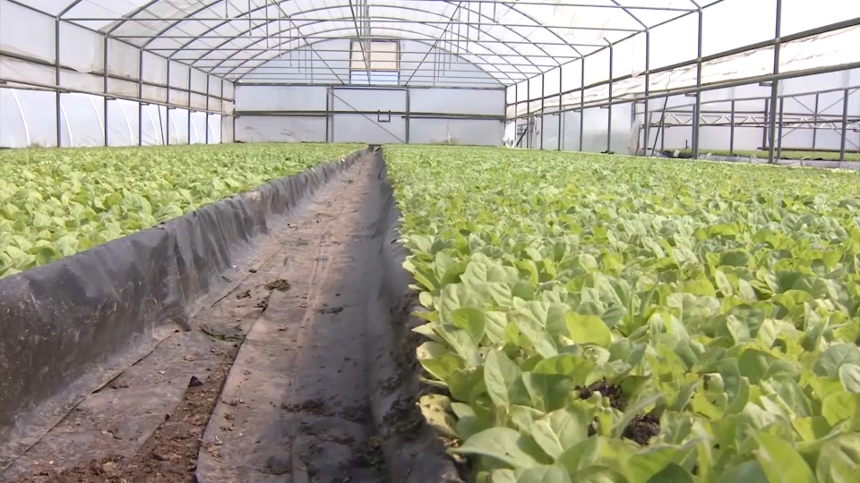 La subida en el precio que se paga al agricultor lo convierte en un cultivo más atractivo