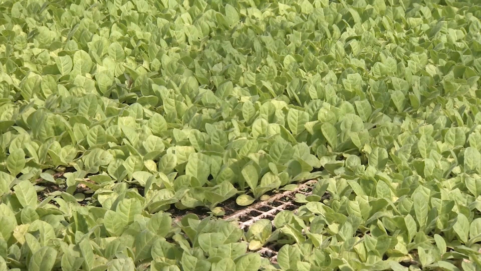 La subida en el precio que se paga al agricultor lo convierte en un cultivo más atractivo