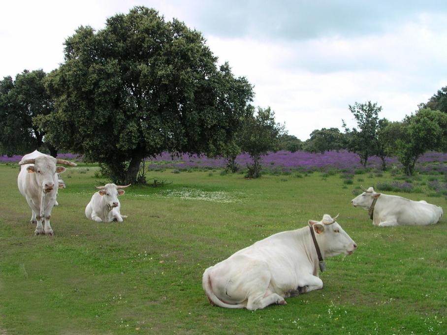 razas autóctonas