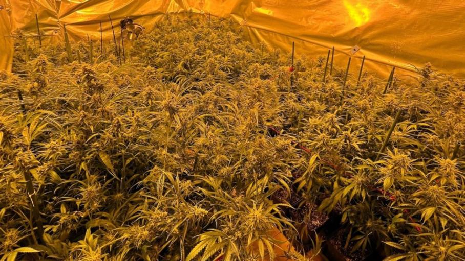 Desmantelada una plantación de marihuana en Puebla de la Calzada