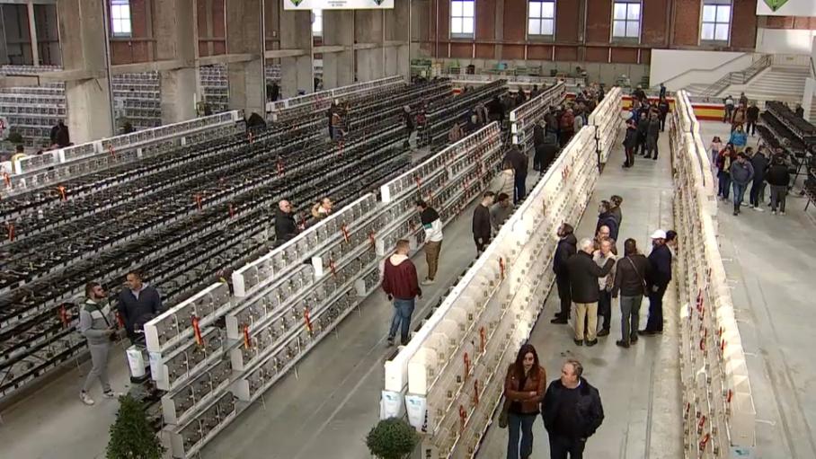 Unas 1.300 aves participarán en el XXVIIl Concurso Ornitológico-Exposición 'Ciudad de Zafra'