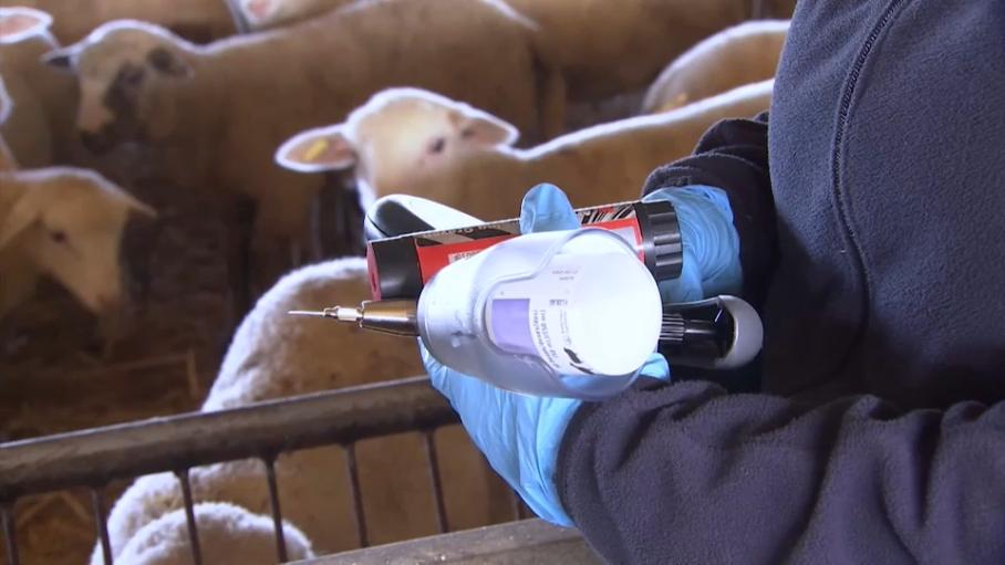 Vacunación contra la lengua azul