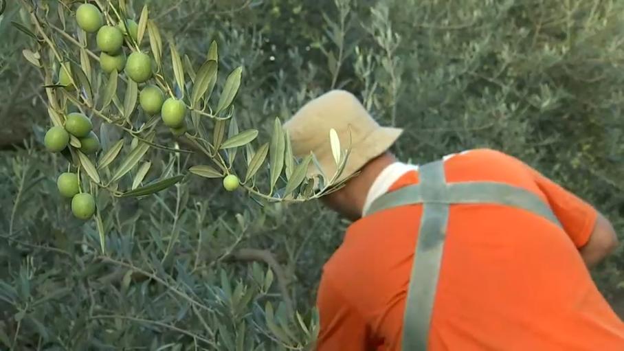 Campaña de la aceituna en Extremadura