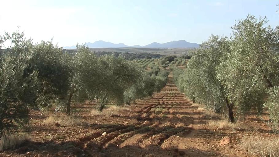 El número de explotaciones agrícolas en Extremadura se ha reducido casi un 15% en solo tres años