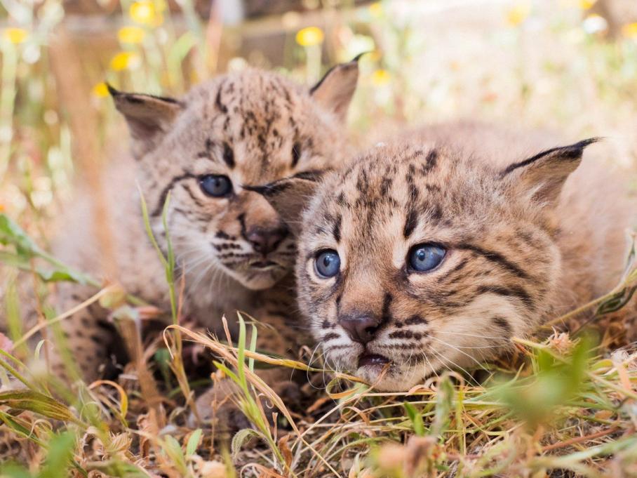 Linces nacidos en cautividad
