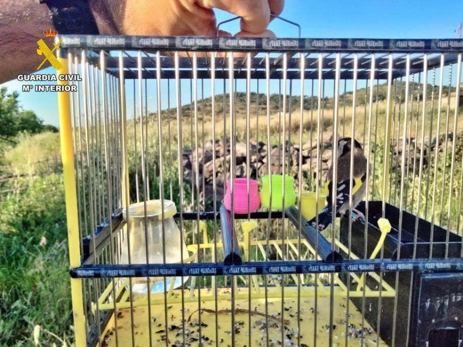 Caza con artes prohibidas