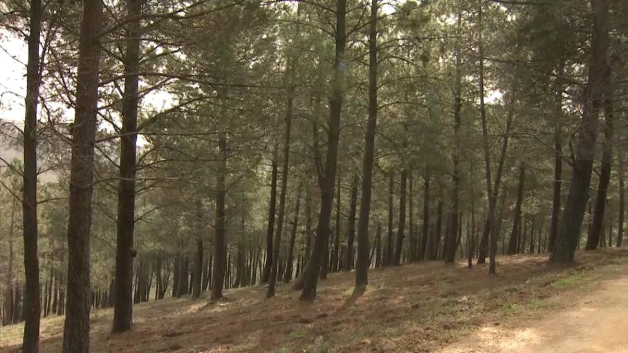 El PP apoya una propuesta del PSOE que pide dar continuidad a la tramitación de la planta transformadora de resina en Gata