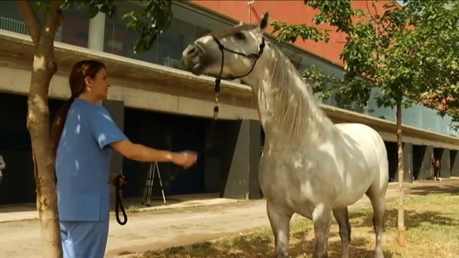 La UEx investiga alternativas al uso de antibióticos en la ganadería equina para el tratamiento de la endometritis