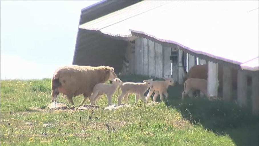 Ovejas entre paneles solares