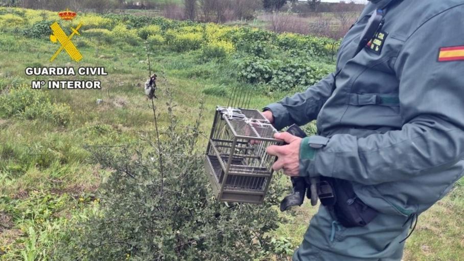 La Guardia Civil sorprende a un vecino de Mérida cazando jilgueros con pegamento 