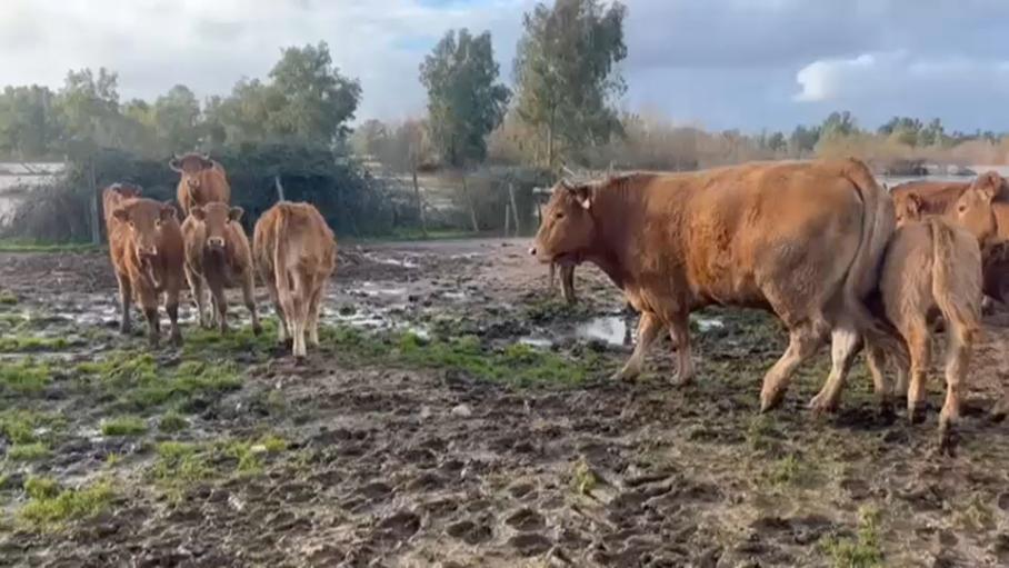 Vacas atrapadas por las intensas lluvias de las últimas semanas