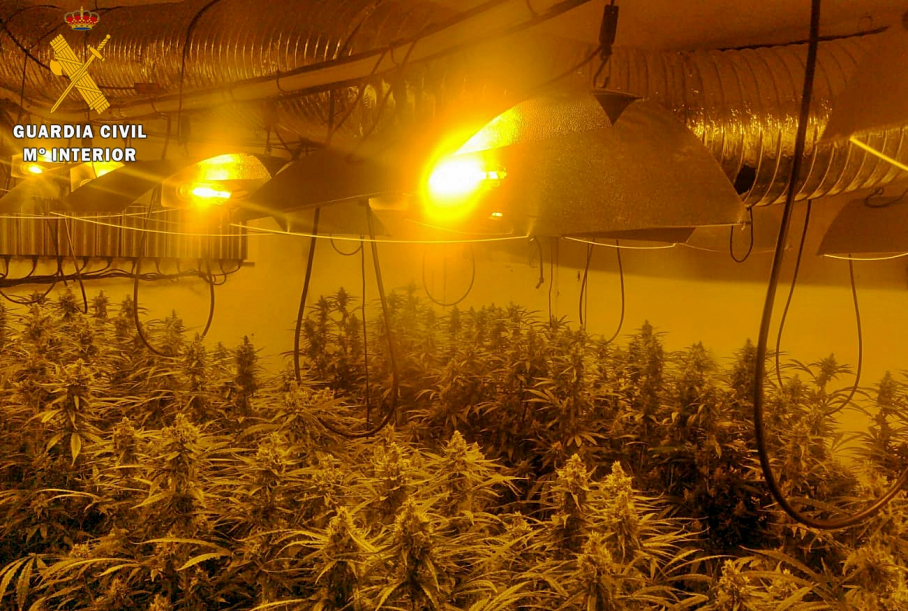 Plantas que se hallaban en el interior de un invernadero “Indoor”, perfectamente acondicionado para su cultivo y desarrollo