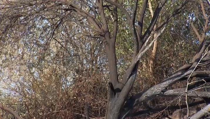 Estabilizados los incendios de Navaconcejo e Higuera de la Serena