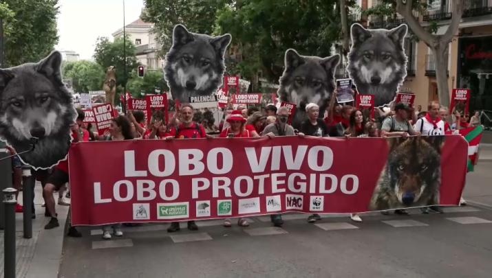 Asociaciones extremeñas alzan la voz en defensa del lobo ibérico