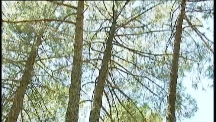 SEO/Birdlife remite al Seprona información de posibles irregularidades en talas forestales en el Árrago