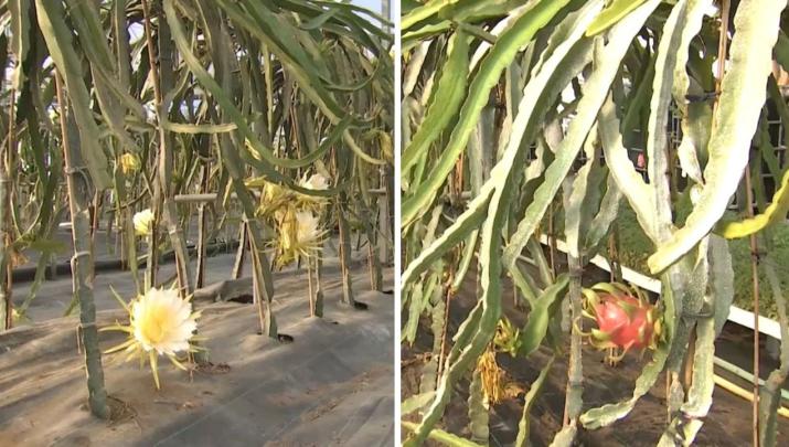 Cultivo de frutas tropicales en Extremadura