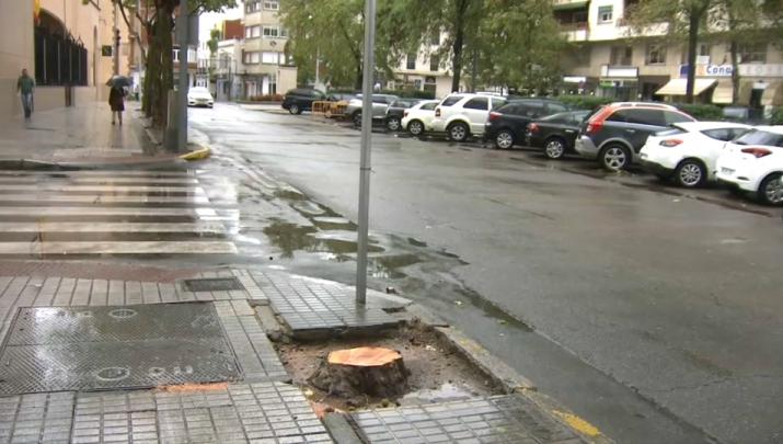 Ya hay consecuencias del paso de la borrasca por Extremadura: árboles caídos en localidades de la región, como en Badajoz