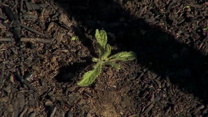 Brotes verdes tras los incendios en el norte de Extremadura.