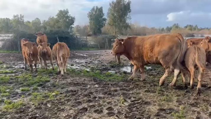 Vacas atrapadas por las intensas lluvias de las últimas semanas