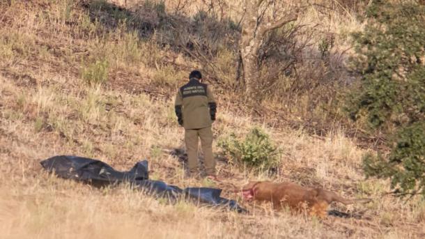 Un ciervo abatido en Monfragüe por un cazador furtivo