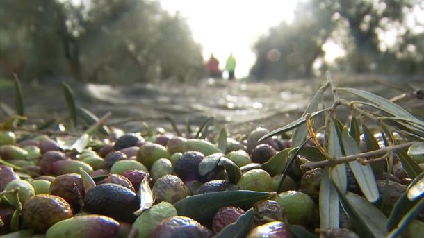 Avanza la campaña de la aceituna de almazara