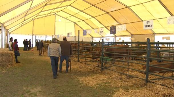 Brozas presume de campo con la quinta edición de su Feria Agroganadera