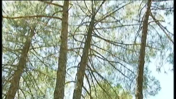 SEO/Birdlife remite al Seprona información de posibles irregularidades en talas forestales en el Árrago