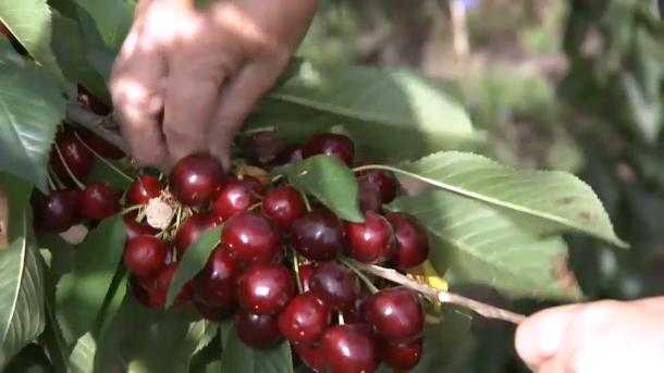 China autoriza la importación de cereza española, mientras se negocia la del higo seco y el pistacho