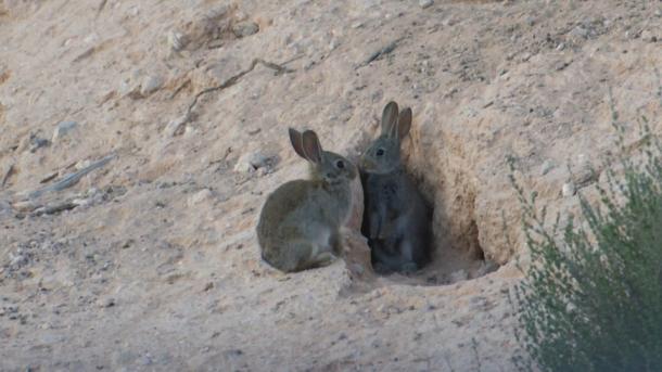 Conejos en Extremadura