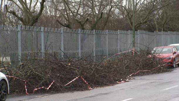 Árboles caídos tras las últimas borrascas que han pasado por Extremadura en enero y febrero de 2026