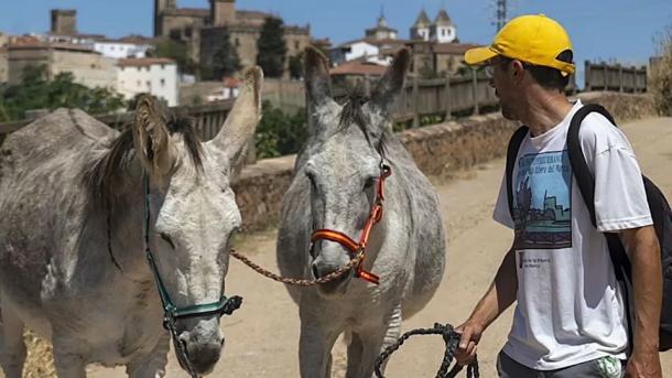 Espinete Rogelio, burro desaparecido