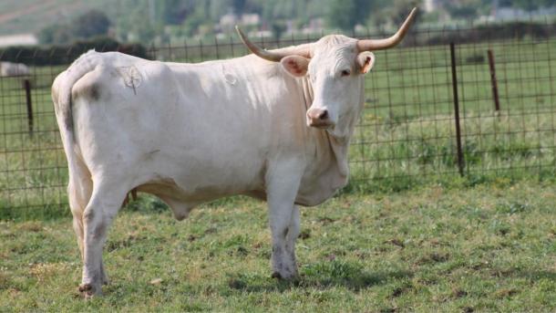 Vaca blanca cacereña