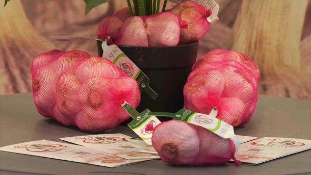 Ajos en la feria de Aceuchal