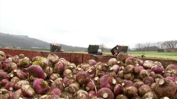 Recolección de nabos para Jarramplas