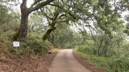 Bosques sinérgicos en La Vera