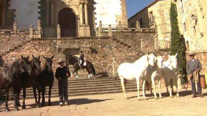 Caballos de Pura Raza Española en el centro de Cáceres