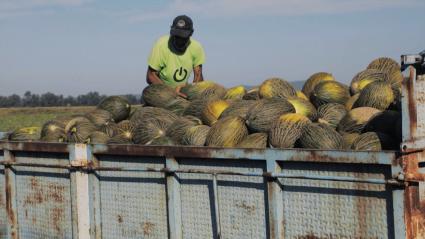 Remolque cargado de melones