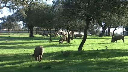 Dehesa de Extremadura