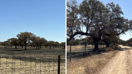 Incendios provocados en la provincia de Badajoz