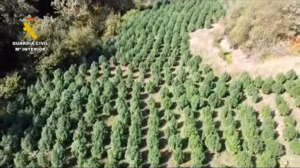 Macroplantación de marihuana