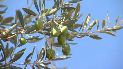 Campaña de la aceituna en Extremadura