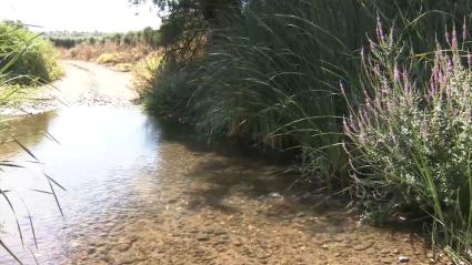 Río Limonetes en Talavera