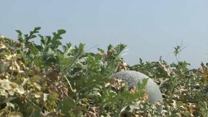 Melones y sandías en Extremadura